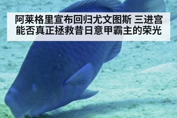 阿莱格里宣布回归尤文图斯 三进宫能否真正拯救昔日意甲霸主的荣光